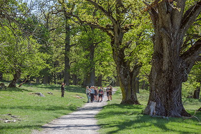 Gripsholm Hjorthagen Nature Reserve